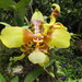 Rossioglossum schlieperianum - Photo (c) Eric van den Berghe, some rights reserved (CC BY-NC), uploaded by Eric van den Berghe