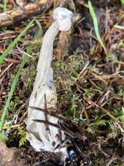 Helvellaceae