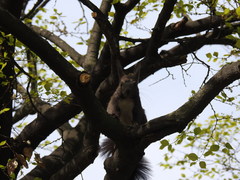 Sciurus vulgaris