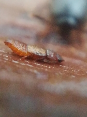 Metopsia