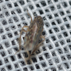 Xestocephalus superbus