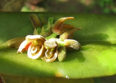 Acianthera pantasmi