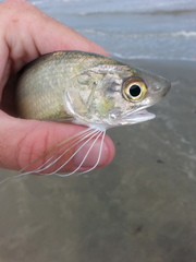Polydactylus octonemus
