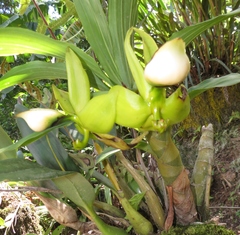 Cycnoches ventricosum