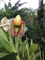 Catasetum maculatum