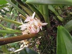 Xylobium elongatum