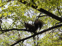 Sciurus vulgaris