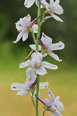 Delphinium hansenii