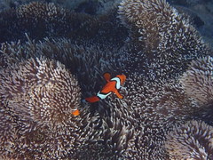 Amphiprion percula
