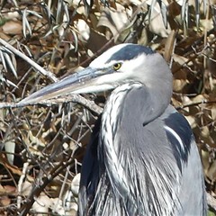 Ardea herodias