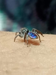 Maratus speciosus