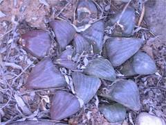 Haworthia bayeri