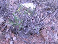 Pachypodium