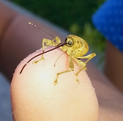 Curculio proboscideus
