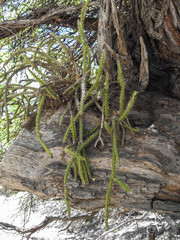 Pfeiffera ianthothele