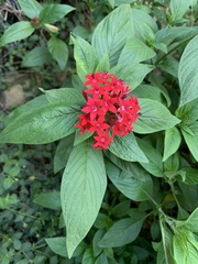 Pentas