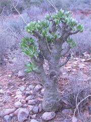 Tylecodon paniculatus