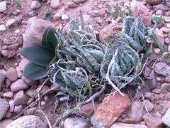 Aloe humilis
