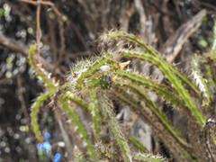 Pfeiffera ianthothele