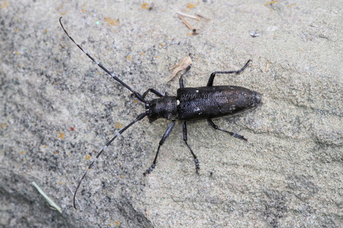 White-spotted Sawyer, photo 5 of 8