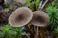 Inocybe leptophylla
