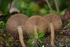 Inocybe leptophylla