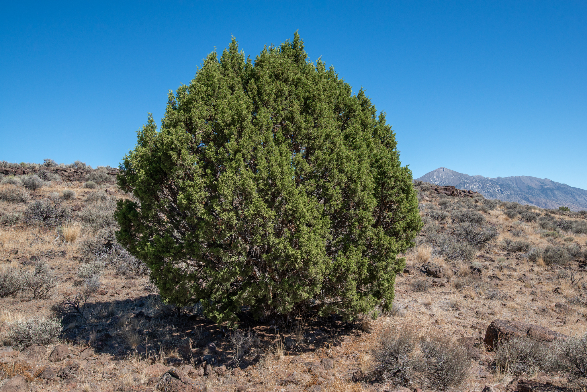 Juniperus occidentalis