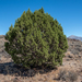 Juniperus occidentalis - Photo (c) Dominic Gentilcore, μερικά δικαιώματα διατηρούνται (CC BY), uploaded by Dominic Gentilcore