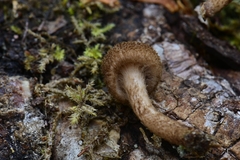 Inocybe leptophylla