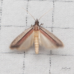 Tampa dimediatella