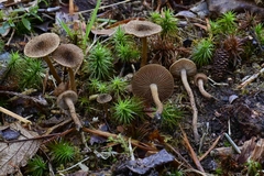 Inocybe leptophylla
