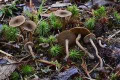 Inocybe leptophylla