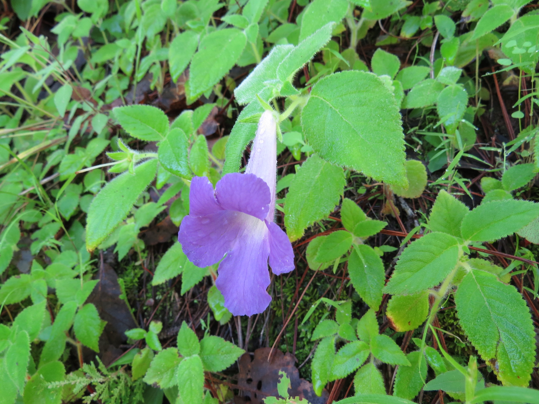 Achimenes mexicana
