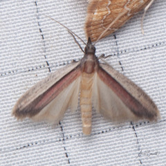 Tampa dimediatella