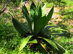 Agave bovicornuta