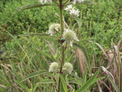 Hyptis lappacea