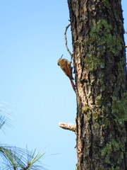 Lepidocolaptes leucogaster