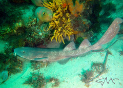 Blind Shark photo 2