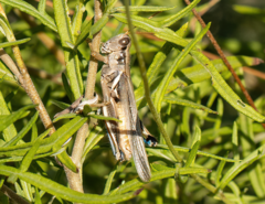 Melanoplus flavidus