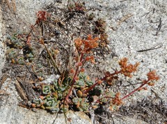 Sedum obtusatum