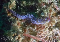 Pteraeolidia ianthina image