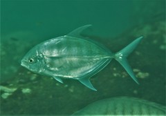 Ferdauia ferdau