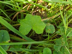 Hydrocotyle bowlesioides