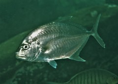 Platycaranx chrysophrys