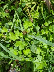 Hydrocotyle bowlesioides