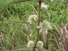 Hyptis lappacea