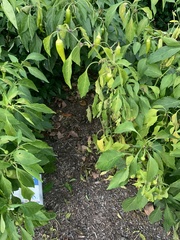 Piperales