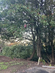 Photinia niitakayamensis