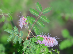 Mimosa distachya
