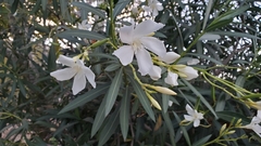Nerium oleander